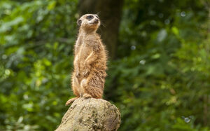 Zoo Duisburg, suricate