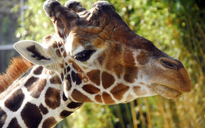 Zoo Duisburg, giraffe