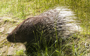Zoo Duisburg, egel
