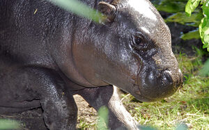Zoo Duisburg, kleine nijlpaard