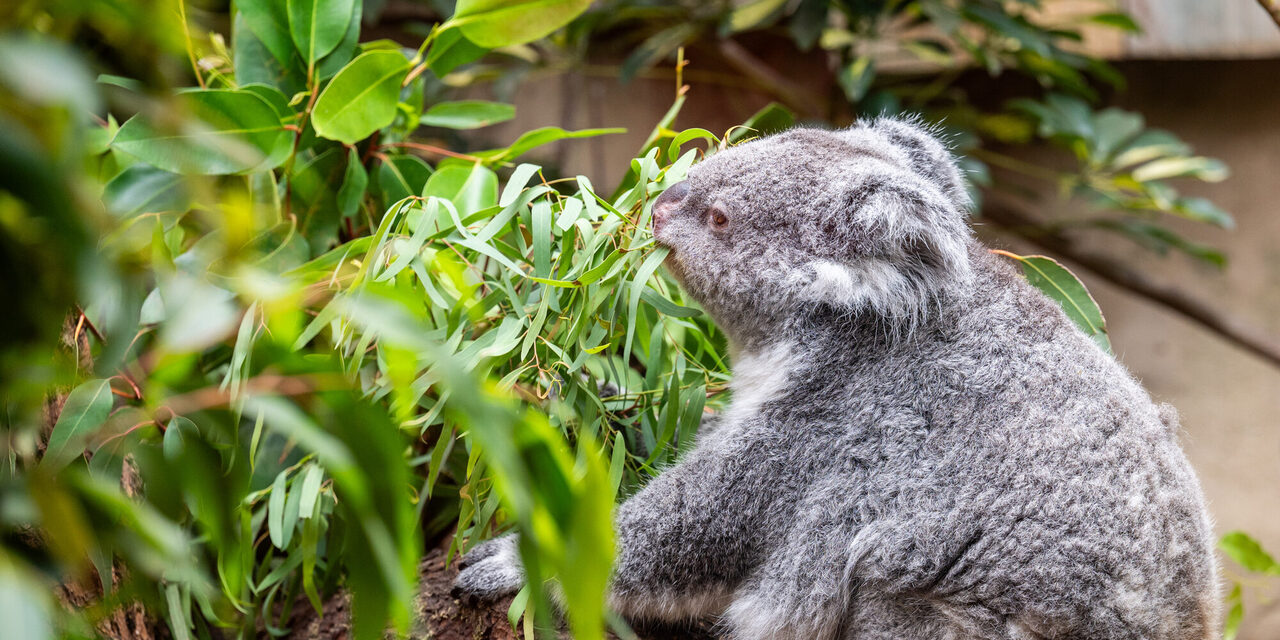 Koala im Zoo