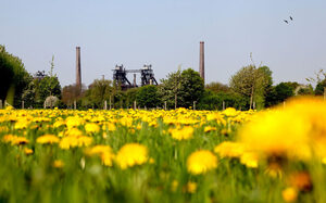 Blühende Wiesen am Landschaftspark