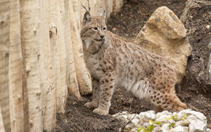 Luchs schaut sich um