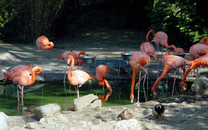 Mehrere Flamingos an einem Wasertümpel