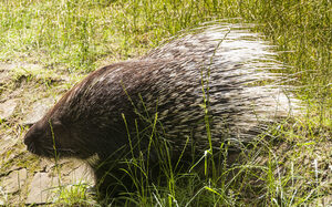 Stachelschwein im Gras. Die Stacheln sind nicht aufgestellt.